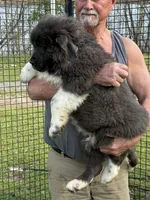 Grayson yellow collar, a male Newfoundland for sale in Troy, NC – Photo 8 of 10