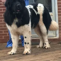 Grayson yellow collar, a male Newfoundland for sale in Troy, NC – Photo 3 of 10