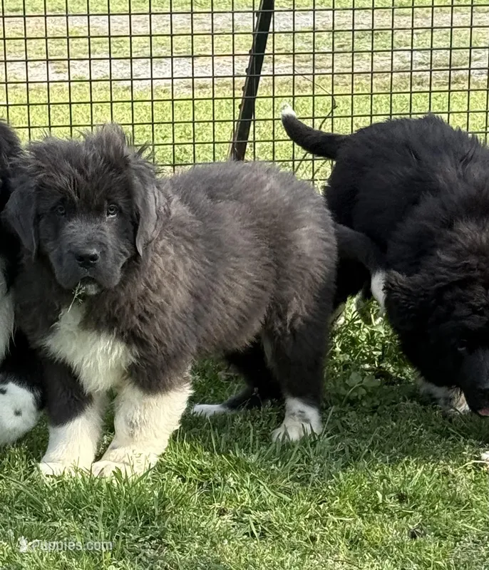 Grayson yellow collar – Newfoundland puppy for sale in Troy, NC