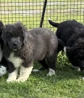 Grayson yellow collar, a male Newfoundland for sale in Troy, NC – Photo 1 of 10