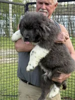 Grayson yellow collar, a male Newfoundland for sale in Troy, NC – Photo 6 of 10