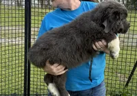 Grayson yellow collar, a male Newfoundland for sale in Troy, NC – Photo 7 of 10