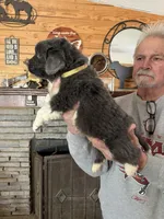 Grayson yellow collar, a male Newfoundland for sale in Troy, NC – Photo 6 of 10