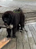 Grayson yellow collar, a male Newfoundland for sale in Troy, NC – Photo 4 of 10
