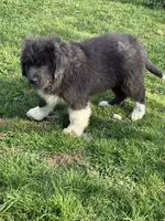 Grayson yellow collar, a male Newfoundland for sale in Troy, NC – Photo 10 of 10
