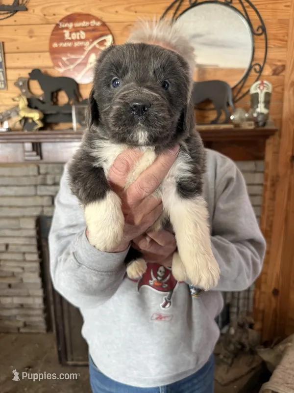 Grayson yellow collar