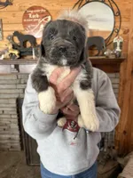 Grayson yellow collar, a male Newfoundland for sale in Troy, NC – Photo 1 of 10