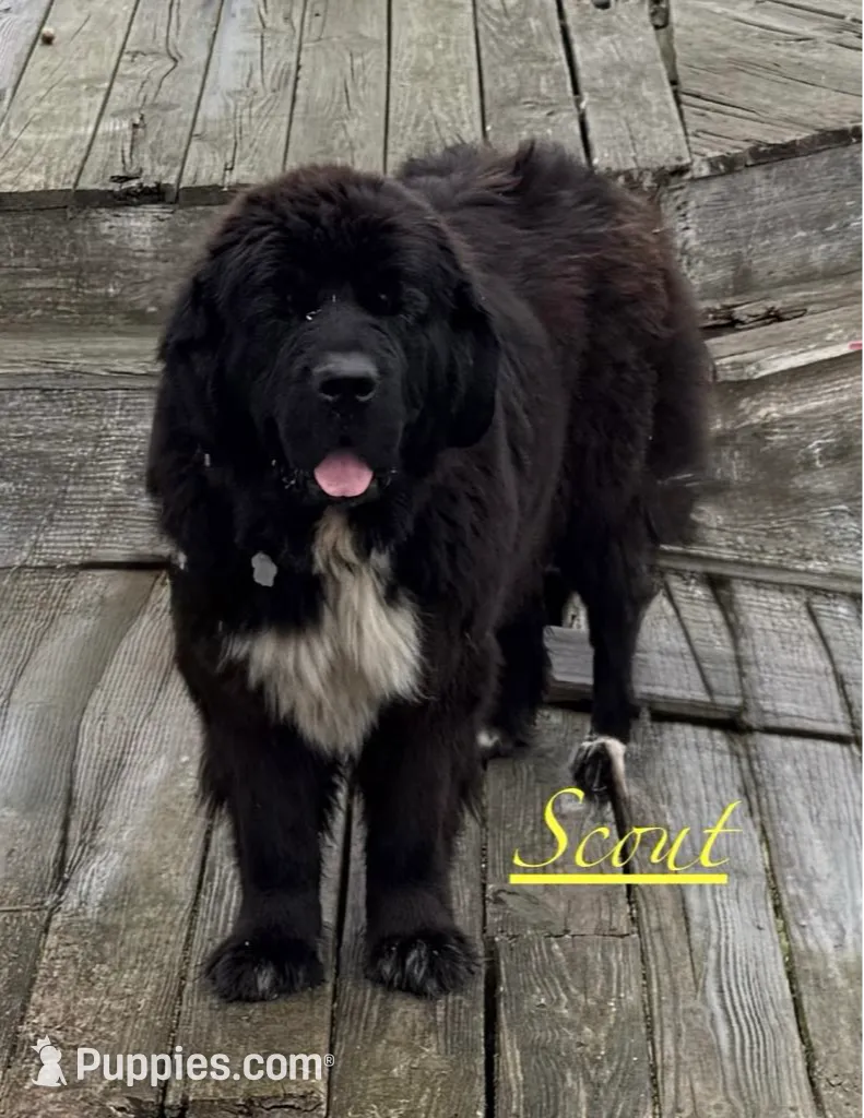 Grayson yellow collar, a male Newfoundland for sale in Troy, NC – Photo 7 of 10