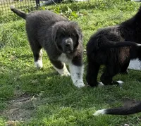 Grayson yellow collar, a male Newfoundland for sale in Troy, NC – Photo 5 of 10