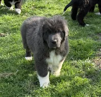 Grayson yellow collar, a male Newfoundland for sale in Troy, NC – Photo 4 of 10