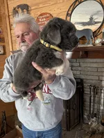 Grayson yellow collar, a male Newfoundland for sale in Troy, NC – Photo 3 of 10