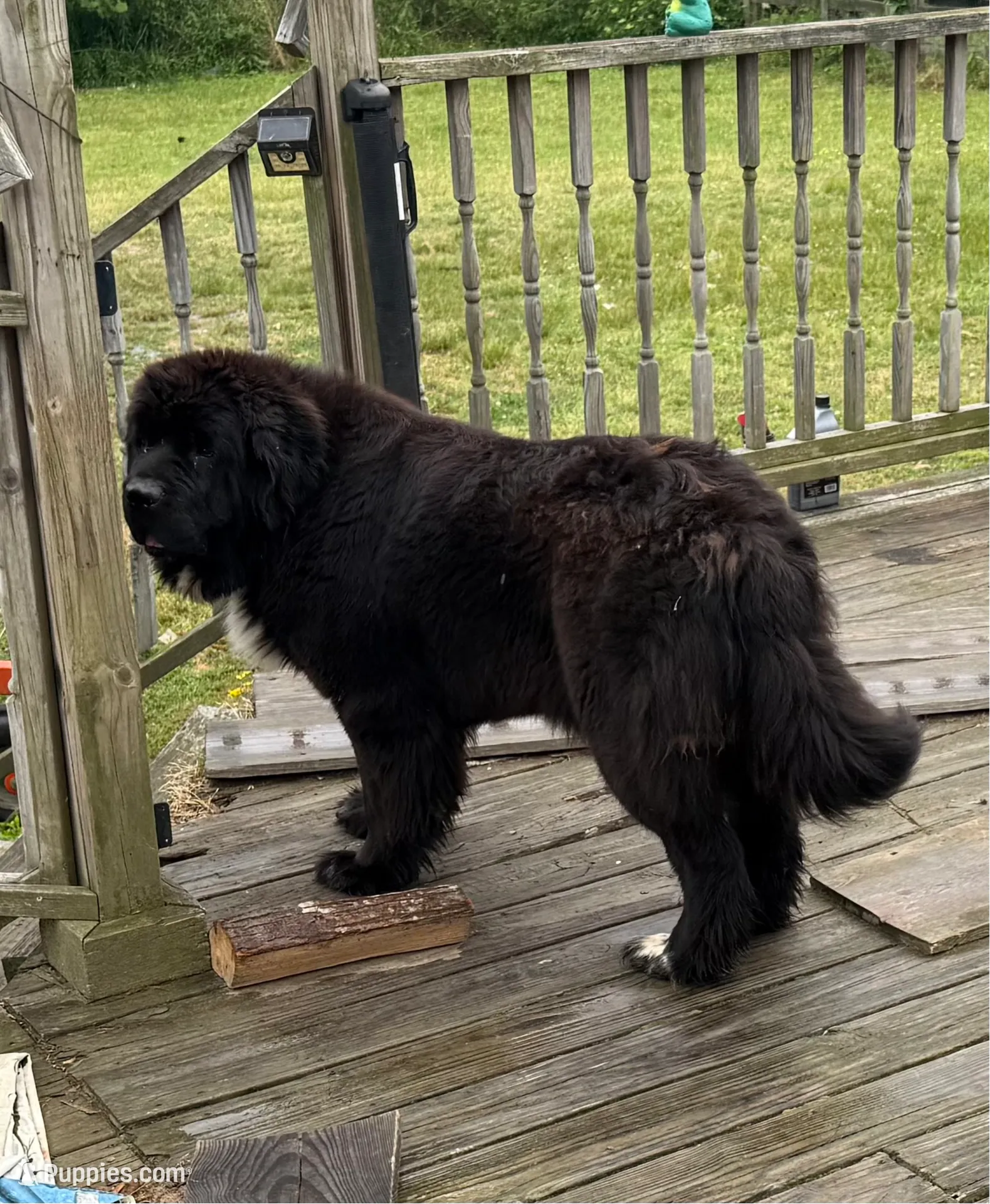 Grayson yellow collar, a male Newfoundland for sale in Troy, NC – Photo 8 of 10
