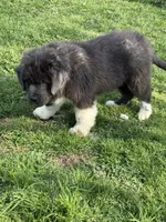 Grayson yellow collar, a male Newfoundland for sale in Troy, NC – Photo 9 of 10