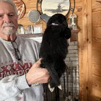 Paisley, a female Newfoundland for sale in Troy, NC – Photo 4 of 10