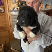 Paisley, a female Newfoundland for sale in Troy, NC – Photo 3 of 10