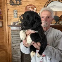 Paisley, a female Newfoundland for sale in Troy, NC – Photo 7 of 10