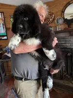 Hondo, a male Newfoundland for sale in Troy, NC – Photo 7 of 8