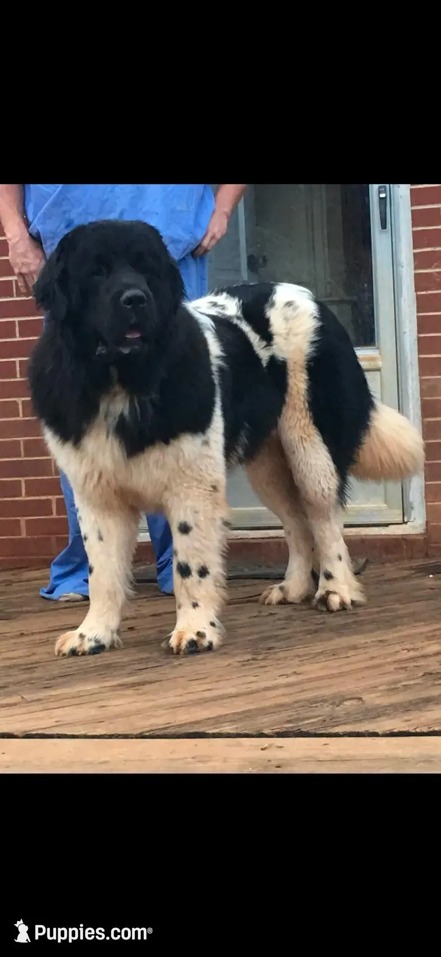 Hondo, a male Newfoundland for sale in Troy, NC – Photo 4 of 8
