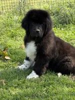 Hondo, a male Newfoundland for sale in Troy, NC – Photo 6 of 8