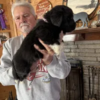 Paisley, a female Newfoundland for sale in Troy, NC – Photo 5 of 10