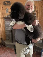 Hondo, a male Newfoundland for sale in Troy, NC – Photo 5 of 8