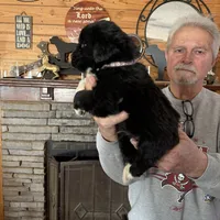 Paisley, a female Newfoundland for sale in Troy, NC – Photo 6 of 10