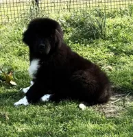 Hondo, a male Newfoundland for sale in Troy, NC – Photo 2 of 8
