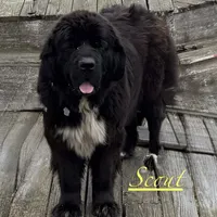 Paisley, a female Newfoundland for sale in Troy, NC – Photo 8 of 10