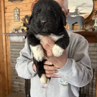 Paisley, a female Newfoundland for sale in Troy, NC – Photo 1 of 10