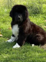 Hondo, a male Newfoundland for sale in Troy, NC – Photo 1 of 8