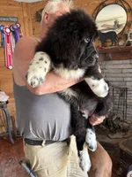Hondo, a male Newfoundland for sale in Troy, NC – Photo 8 of 8