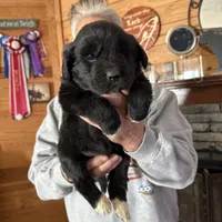 Slyder dark green collar, a male Newfoundland for sale in Troy, NC – Photo 2 of 9
