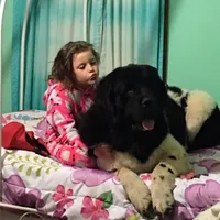 Slyder dark green collar, a male Newfoundland for sale in Troy, NC – Photo 7 of 9