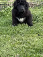 Slyder , a male Newfoundland for sale in Troy, NC – Photo 9 of 10