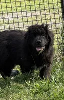 Slyder , a male Newfoundland for sale in Troy, NC – Photo 6 of 10