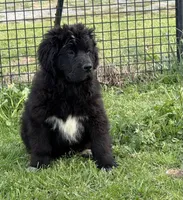 Slyder , a male Newfoundland for sale in Troy, NC – Photo 8 of 10