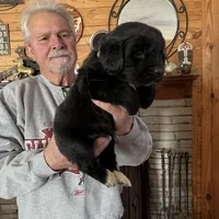 Slyder dark green collar, a male Newfoundland for sale in Troy, NC – Photo 3 of 9