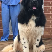 Slyder dark green collar, a male Newfoundland for sale in Troy, NC – Photo 6 of 9