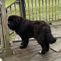 Slyder dark green collar, a male Newfoundland for sale in Troy, NC – Photo 9 of 9