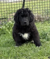 Slyder , a male Newfoundland for sale in Troy, NC – Photo 7 of 10