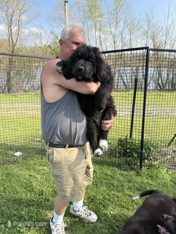 Slyder , a male Newfoundland for sale in Troy, NC – Photo 1 of 10