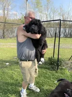 Slyder , a male Newfoundland for sale in Troy, NC – Photo 1 of 10