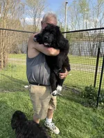 Slyder , a male Newfoundland for sale in Troy, NC – Photo 10 of 10