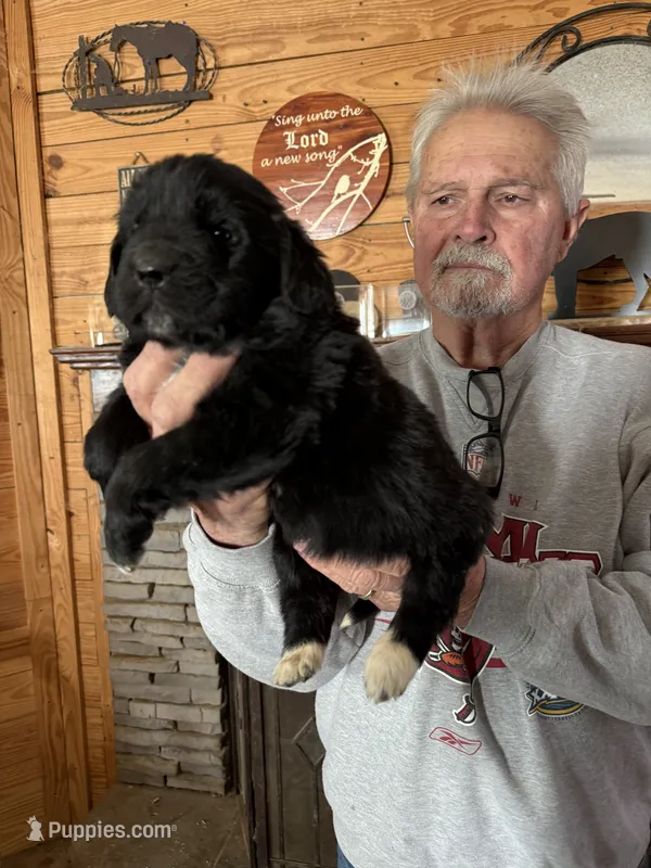 Slyder dark green collar