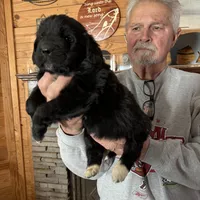Slyder dark green collar, a male Newfoundland for sale in Troy, NC – Photo 1 of 9