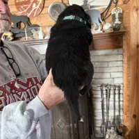 Slyder dark green collar, a male Newfoundland for sale in Troy, NC – Photo 4 of 9