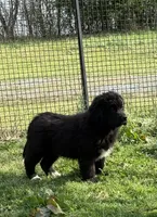 Slyder , a male Newfoundland for sale in Troy, NC – Photo 5 of 10
