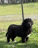 Slyder , a male Newfoundland for sale in Troy, NC – Photo 4 of 10