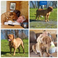 Carly pink girl, a female Dogue de Bordeaux for sale in Troy, NC – Photo 7 of 10