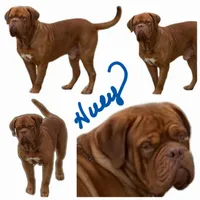 Carly pink girl, a female Dogue de Bordeaux for sale in Troy, NC – Photo 9 of 10
